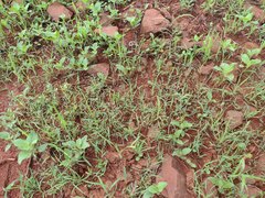 Eragrostis barrelieri