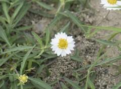 Melampodium cinereum