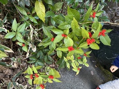Sarcandra glabra