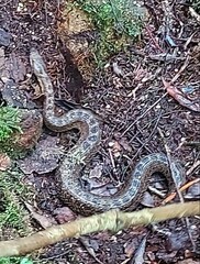 Crotalus triseriatus