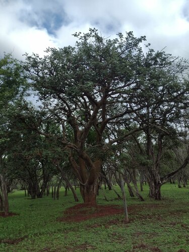 Erythrina sandwicensis observed 2022-12-28