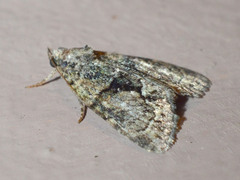 Bryophilinae