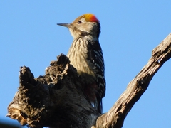 Dendrocoptes auriceps