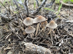 Coprinus