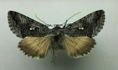 Syngrapha interrogationis