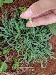 Bothriochloa pertusa