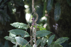 Bothriechis schlegelii