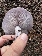 Lepista