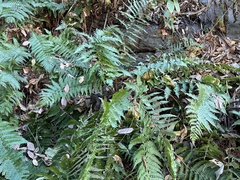 Dryopteris uniformis