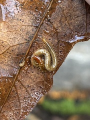 Dicellophilus limatus