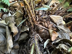 Dryopteris uniformis