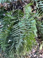 Dryopteris uniformis