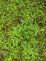 Indigofera suffruticosa