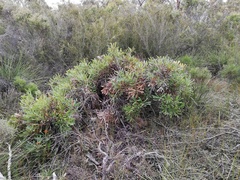 Banksia baueri