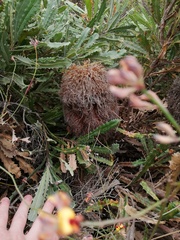 Banksia baueri