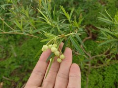 Gomphocarpus physocarpus