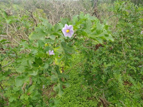 Solanum linnaeanum observed 2022-12-28