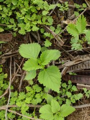 Leonotis nepetifolia