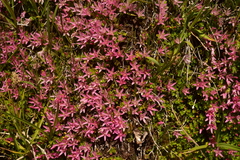 Lysimachia buxifolia