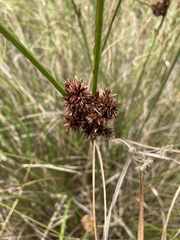 Cyperus lucidus