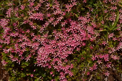 Lysimachia buxifolia