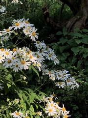 Montanoa grandiflora