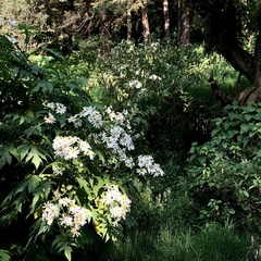 Montanoa grandiflora