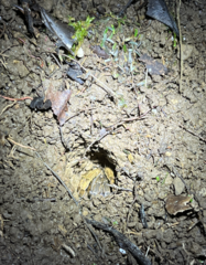 Sphaerobothria hoffmanni