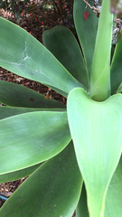 Agave attenuata