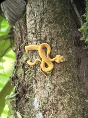 Bothriechis schlegelii