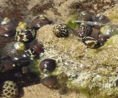 Austrocochlea constricta