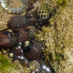 Austrocochlea constricta