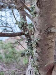 Ramalina canariensis