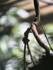 Bothriechis schlegelii