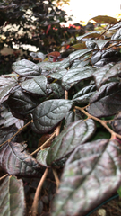 Loropetalum chinense