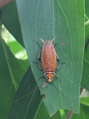 Balta bicolor