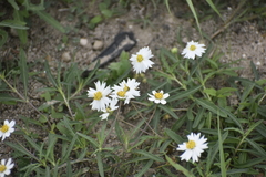 Melampodium cinereum