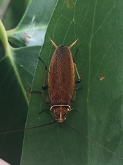 Balta bicolor
