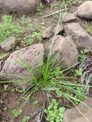Festuca myuros