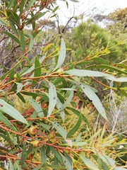 Eucalyptus pachyloma