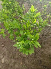 Wikstroemia