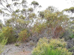 Eucalyptus pachyloma