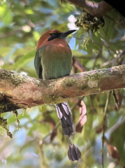 Electron platyrhynchum