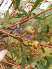 Eucalyptus pachyloma