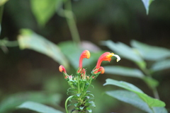 Centropogon granulosus