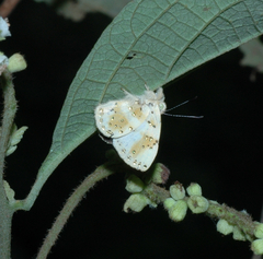 Anteros chrysoprasta