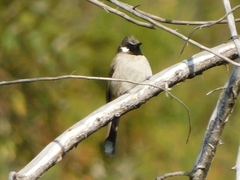 Pycnonotus leucogenys