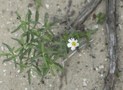 Melampodium cinereum