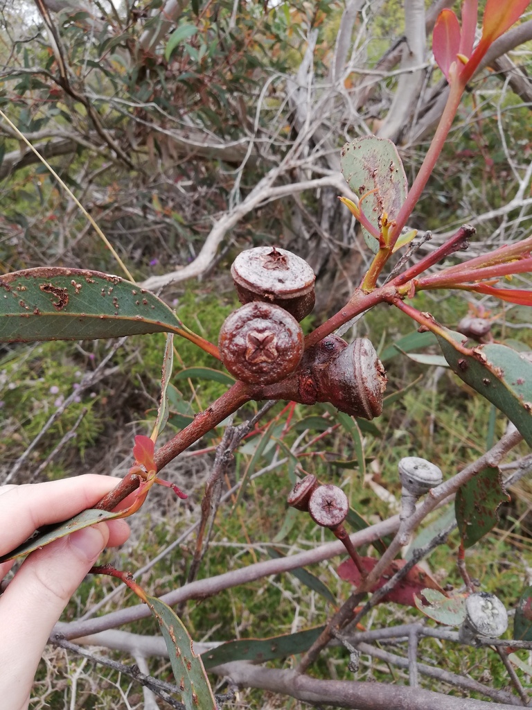 Eucalyptus kalganensis