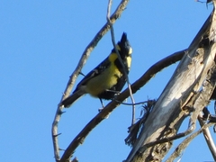 Machlolophus xanthogenys